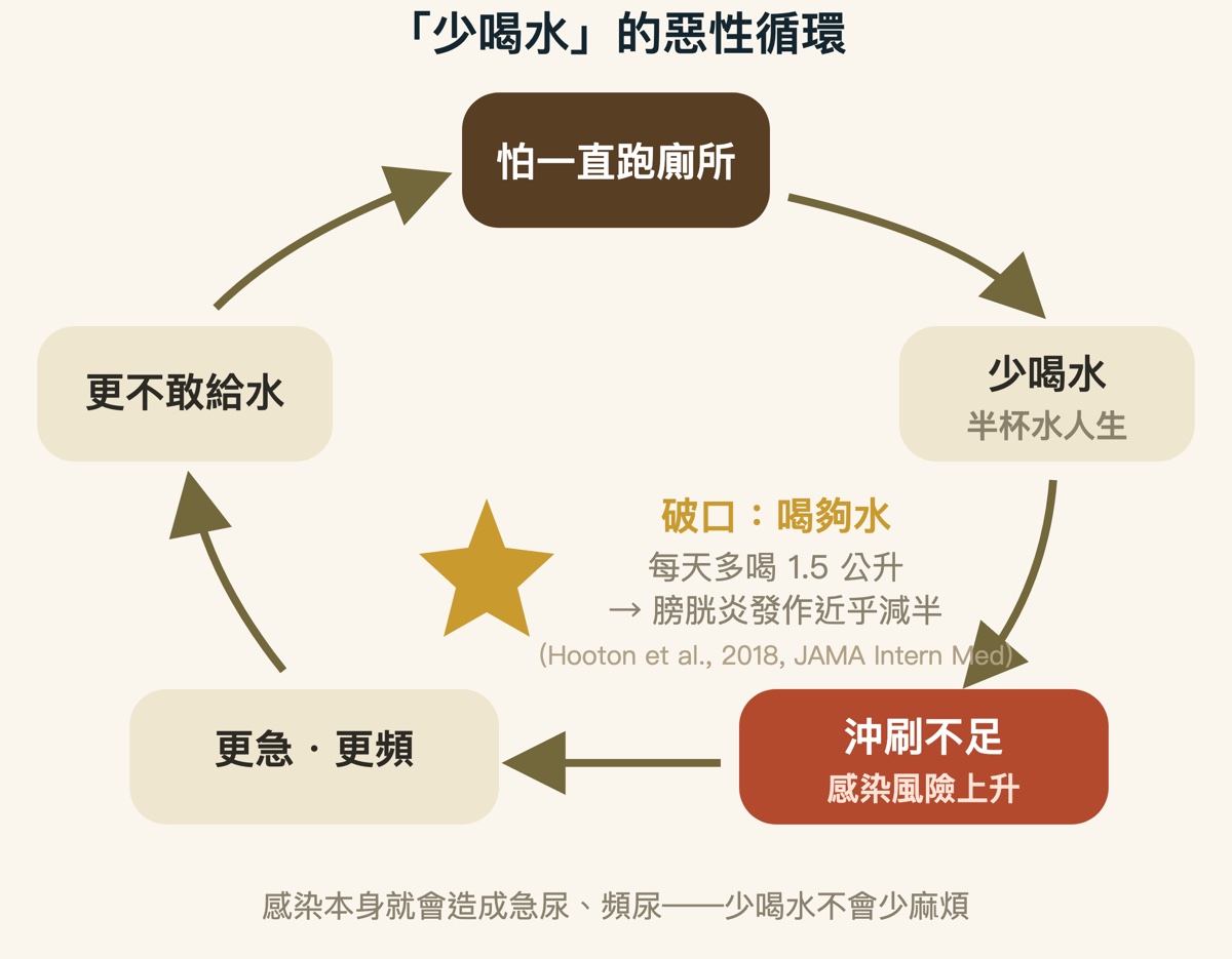少喝水造成的惡性循環：尿量少、細菌不易沖走、泌尿道感染、更急更頻更容易漏